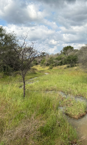 870 hectares game & cattle farm, game included - Vaalwater Area, LP