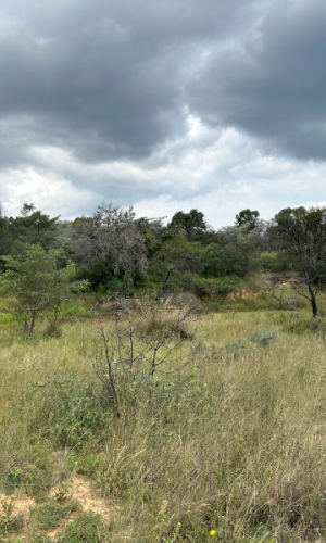 870 hectares game & cattle farm, game included - Vaalwater Area, LP