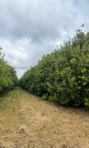 Prime Macadamia Irrigation Farms with Water Rights - Hazyview