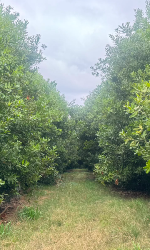 Prime Macadamia Irrigation Farms with Water Rights - Hazyview