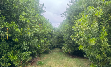 Prime Macadamia Irrigation Farms with Water Rights - Hazyview